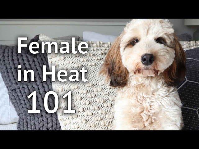 FEMALE DOG IN HEAT 101: Tips and advice on what to do when you puppy goes into season