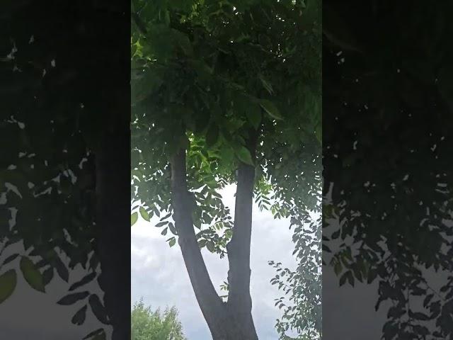 Ни кто нас не вышибит из седла!