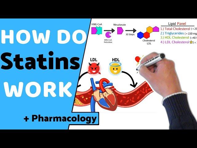 How do Statins Work? (+ Pharmacology)