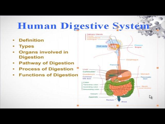 Human Digestive System, types of digestive system and function of digestive system Hindi/Urdu