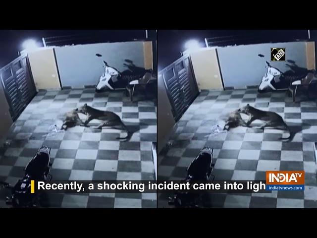 Watch: Leopard jumps house wall in Gujarat's Una, attacks pet dog