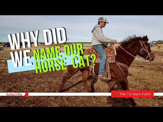 High Brow Cat bred horse training