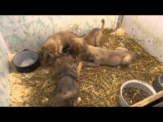 Щенки в приюте "Хати"