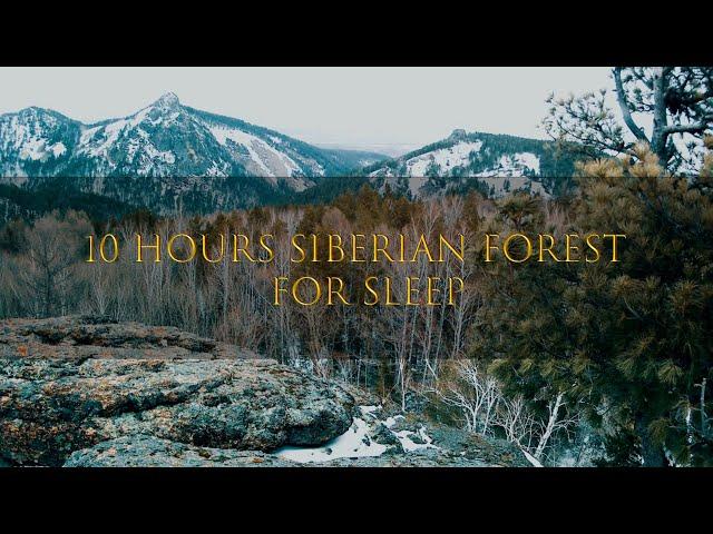 10 Hours Sounds of the Siberian Forest for Sleep, Work, Relaxation and Meditation ASMR