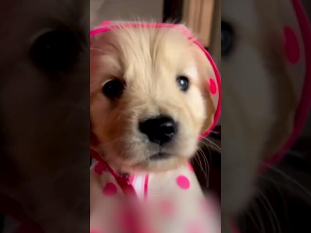 꼬물꼬물 나만 없어 아기 인절미 ️ #shorts #골댕이 #강아지 #pets #animals #goldenretriever