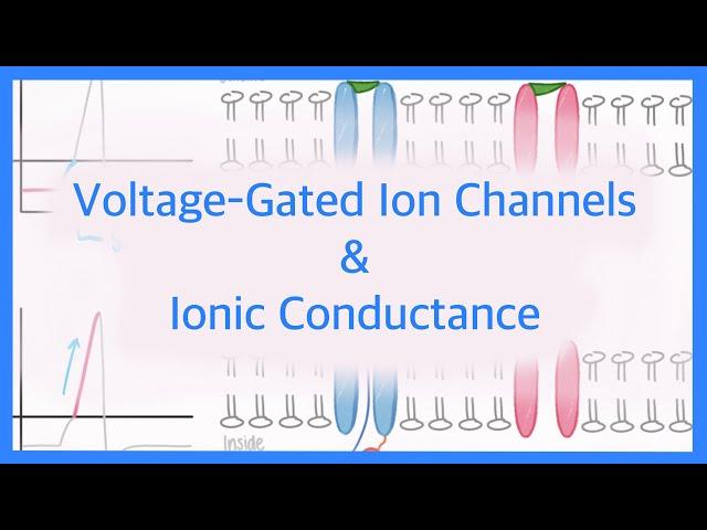 Action Potentials: Voltage Gated Ion Channels & Ionic Conductance