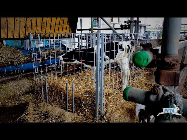 Mother Cow Cries Out to Newborn Calf All Day & Night