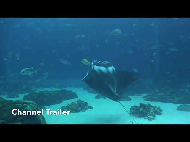 Welcome To Fintastic Films - Channel Trailer [HD]