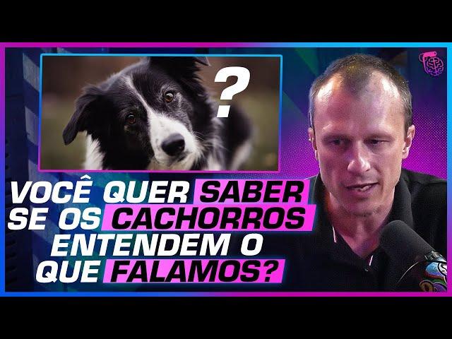 OS CACHORROS são ANIMAIS INTELIGENTES?  - GILBERTO MIRANDA, ALEXANDRE ROSSI E CELSO CAVALLINI