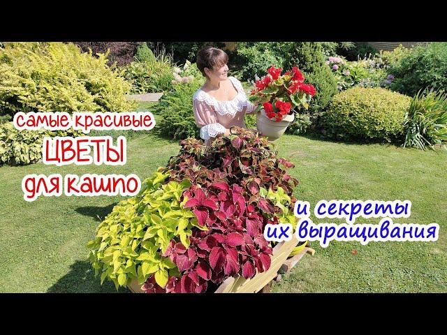 Самые лучшие цветы для кашпо, ЦВЕТУЩИЕ всё ЛЕТО! Безумная красота и самые неприхотливые варианты!