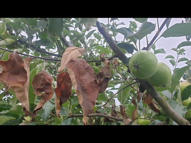 Save fruit trees from vicious diseases - this is the first sign