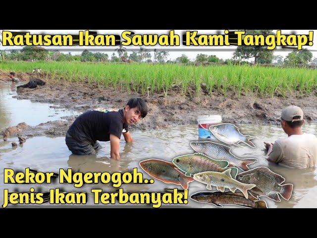 SEHARIAN NGEROGOH DAN SESER ALIRAN SAWAH KERING YANG PENUH IKAN