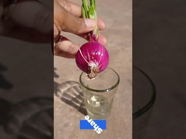 How to grow ONION at Home,Spring Onion उगाने का आसान तरीका। #springonions