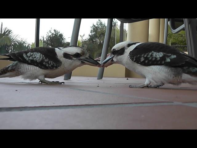 Kookaburra: THE WORLDS MOST DETERMINED BIRD