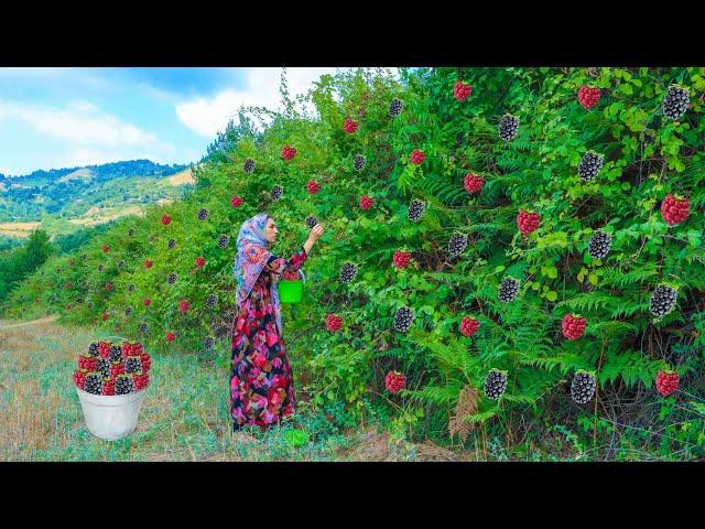 Village Life in Northern Iran : Daily Life of Iranian Villagers in the Mountains