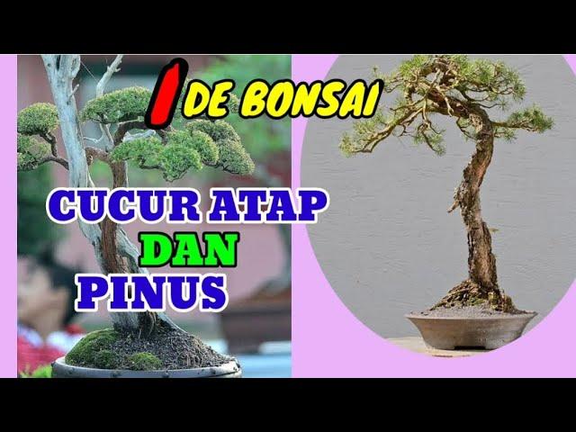 BONSAI CUCUR ATAP DAN PINUS KURUS MEMUKAU || IDE BONSAI