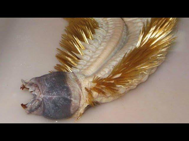 Antarctic Scale Worm - Animal of the Week