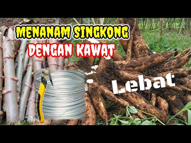 Temuan Baru Cara Menanam Singkong dengan Kawat Menghasilkan Buah Lebat