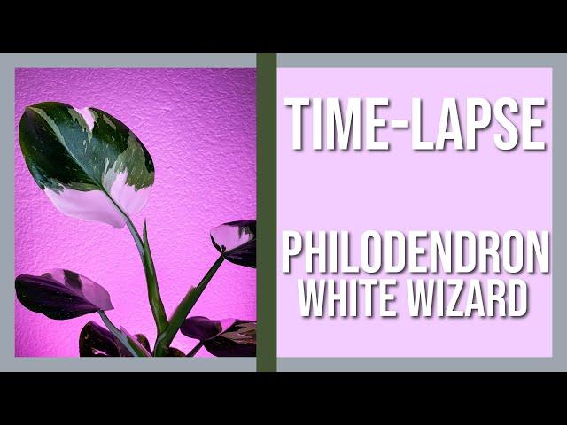 Philodendron White Wizard Time-Lapse | Watch Plants Grow