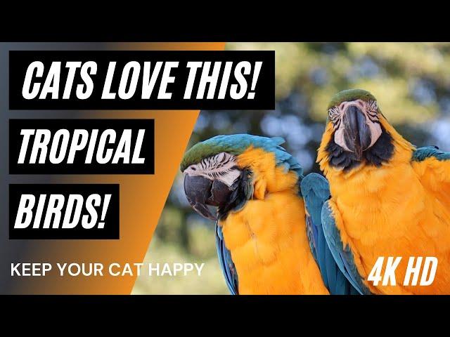 Videos for Cats to Watch ⭐ 4K   ️  Tropical Birds  ⭐