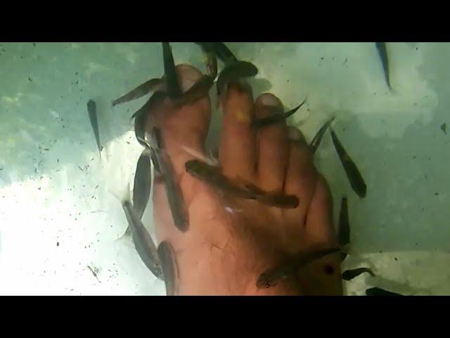 Garra Rufa ("Doctor fish") why is it controversial and how to care in home aquarium