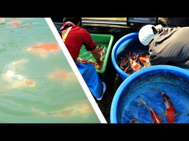 Tategoi and Tateshita | Highest Quality Japanese Koi Fish