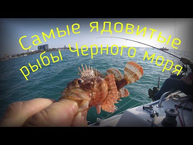 Это должен знать каждый турист! Самые ядовитые рыбы Черного моря | Poisonous fish of the Black Sea