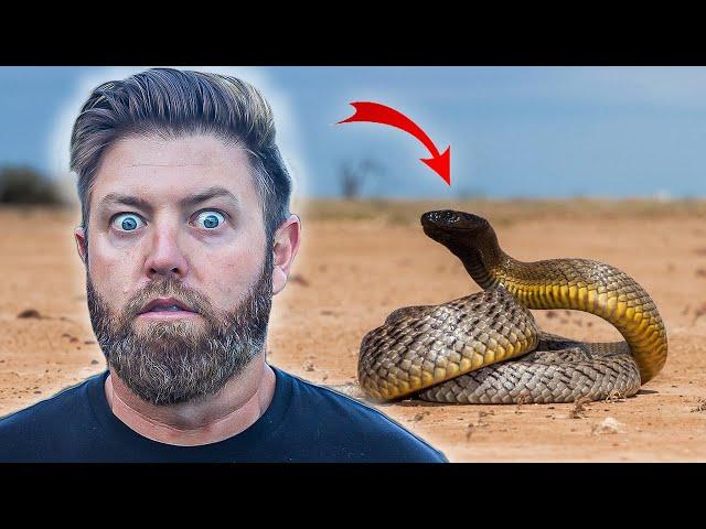 Top 10 Deadliest Snakes in the World