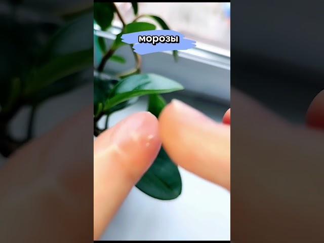 СУХАЯ КОЖА. СИБИРСКОЕ ЗДОРОВЬЕ