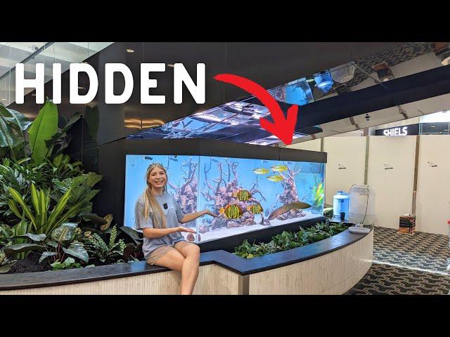 HUGE 1000 Gallon RARE NATIVE Fish Tank in Shopping Mall!