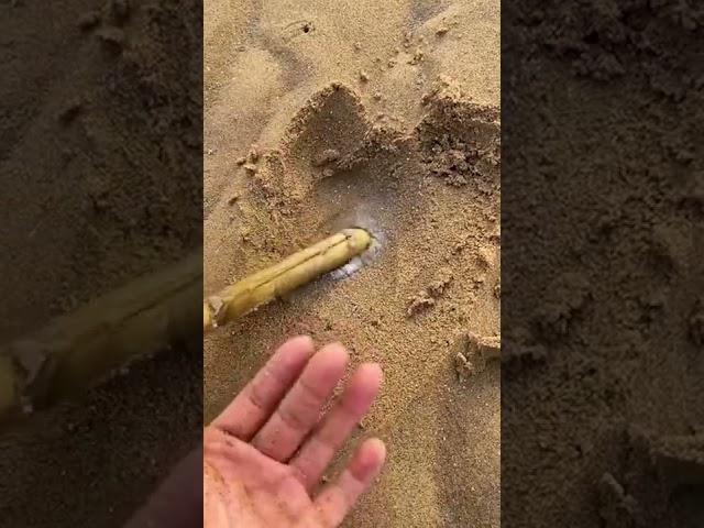 Weird beach slug video  by aaronlucky2001