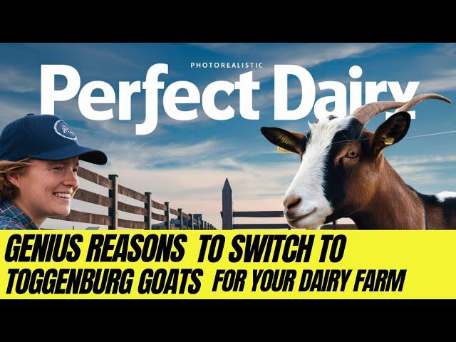Genius Reasons to Switch to Toggenburg Goats for Your Dairy Farm