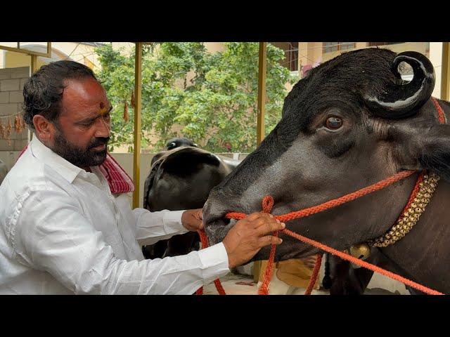 Chappal bazar Laddu Yadav Introducing Bahubali Bull | Chittaboina Laddu Yadav Sadar 2024 #trending