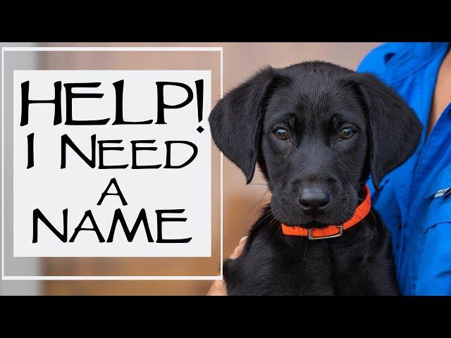 New Labrador Retriever Puppy - What To Do In The First 24 Hours Home