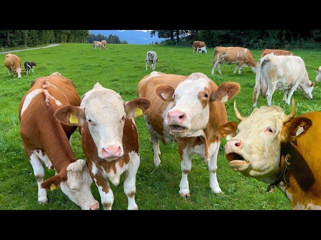 COWS MOOING - Our Simmental cattle, grazing with their calves on a green meadow with natural sounds!