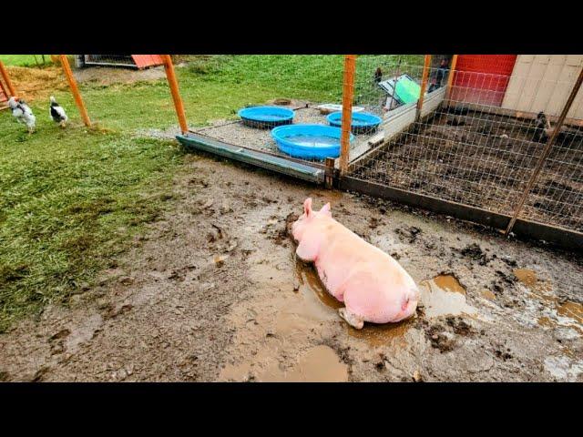 The GREAT PIG ESCAPE! _ Moving Turkey on Small Pasture // Whitt Acres