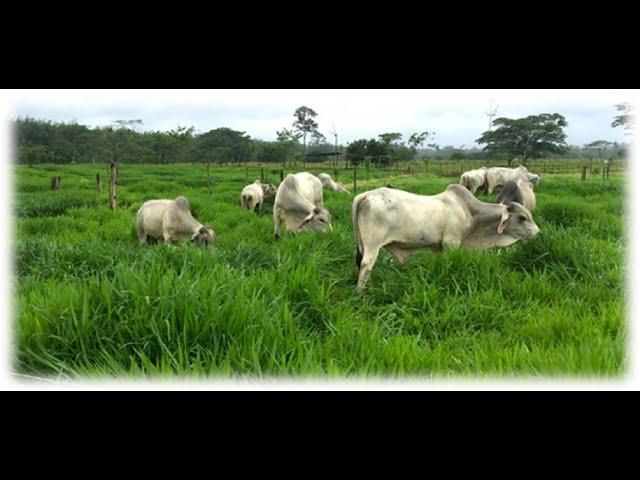 renovando potreros de humidicola por hibridos papalotla en rancho los manatiales, parte 3