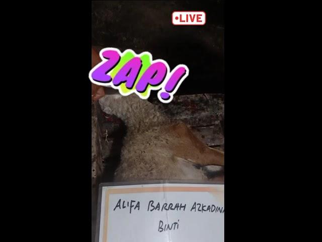Labbaik Aqiqah