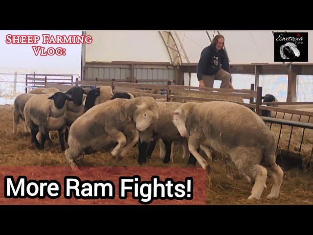 Skidsteer Lessons & Ram Fights: Winter Sheep Barn Challenges