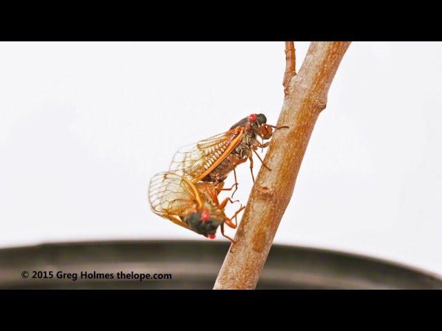 Magicicada tredecim periodical cicada mating sequence