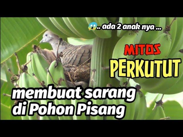 Mitos Perkutut membuat sarang diatas pohon pisang