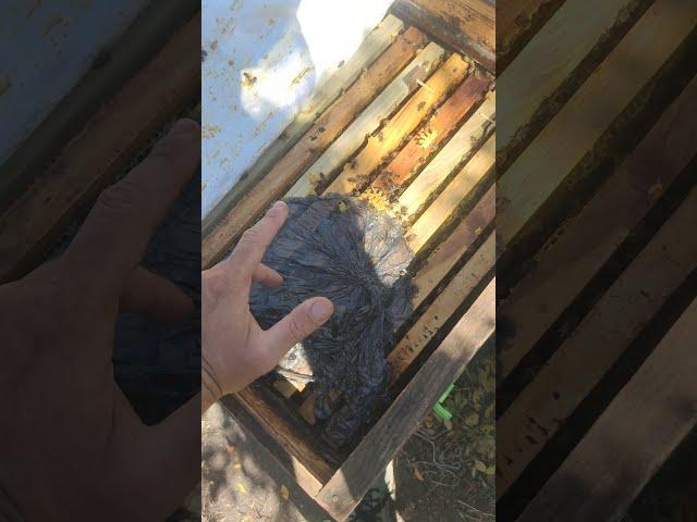 ДАЮ СИРОП А ЭФФЕКТА НИКАКОГО ПЧЁЛЫ НЕ РАЗВИВАЮТСЯ почему ПЧЕЛИНАЯ СЕМЬЯ НЕ РАСТЁТ ️