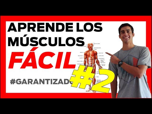  #2 PARTE  MUSCULOS del CUERPO HUMANO anatomia  [FÁCIL] Musculos del hombro