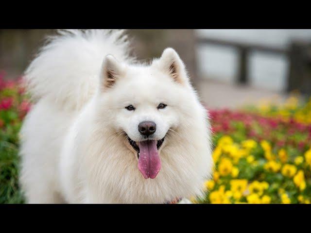 Samoyed Dog - the most expensive dog 