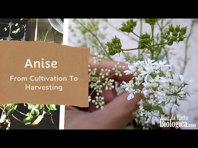 Anise (Pimpinella anisum) - From Cultivation To Harvesting