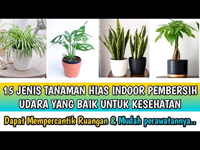 15 JENIS TANAMAN HIAS INDOOR PEMBERSIH UDARA YANG BAIK UNTUK KESEHATAN |LINK PRODUK ADA DI DESKRIPSI