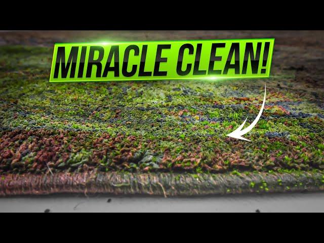 Rug Infested with Moss? See the Stunning Deep Clean! Satisfying ASMR Carpet Cleaning