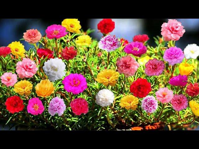 Prune the Portulaca (moss rose) to give the plant more branches with many buds