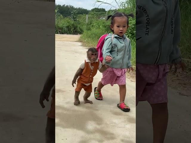 cutis & yen nhi walk to dad's house  #cutis #babymonkeycutis #shortsvideo