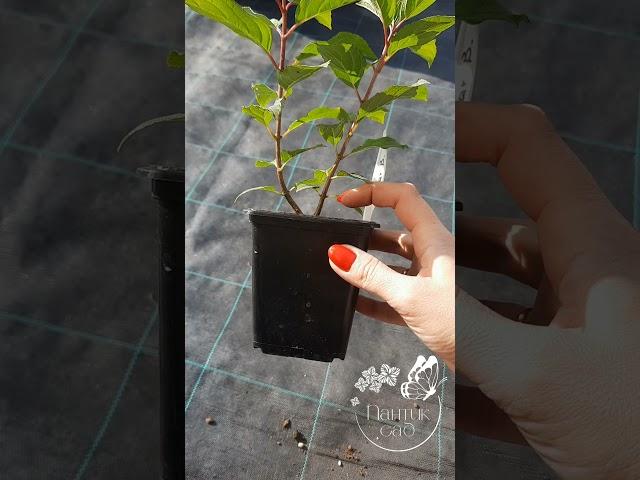 Что делать с однолетним саженцем гортензии? 28.09.23г приобрести саженцы ️ pantik-sad.ru